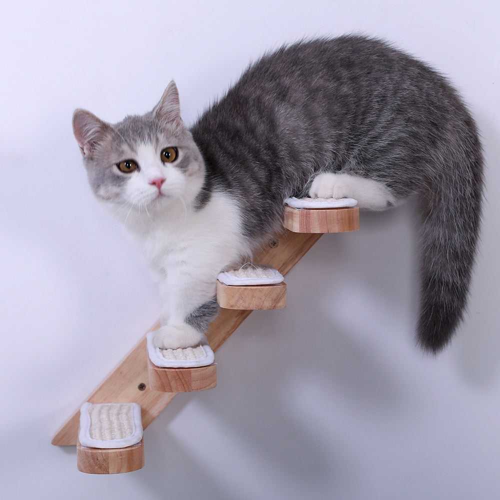 wall-mounted-cat-climbing-ladder-628576.jpg